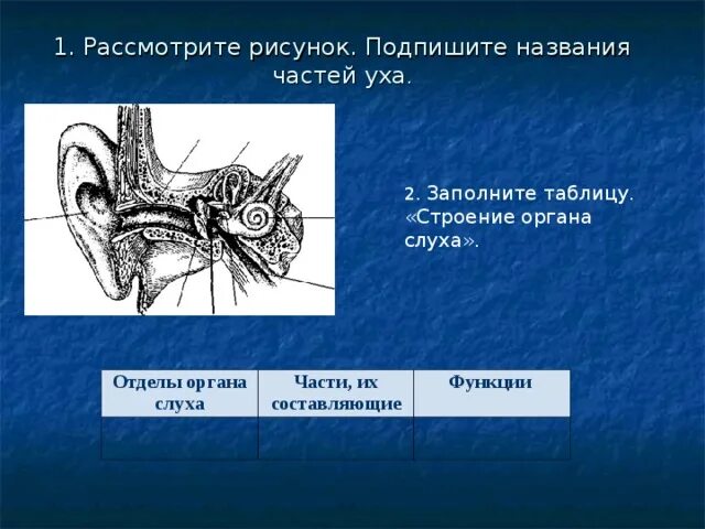 Составьте таблицу строение и работа уха Что и как мы слышим Заявка на кандидатскую:-) DRIVE2