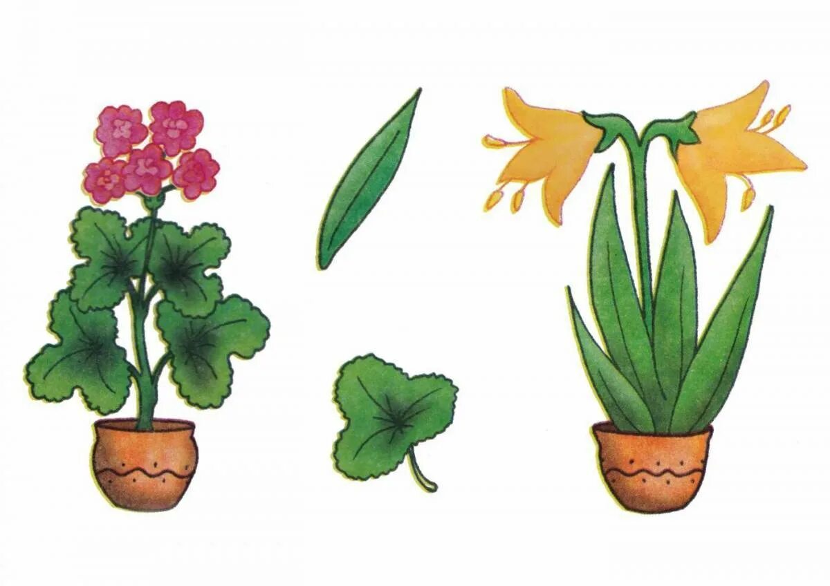 Картинки с комнатными растениями для детского сада. Цветок рисунок для детей. Растения для дошкольников. Комнатные растения для дошкольников. Растения в детском саду.