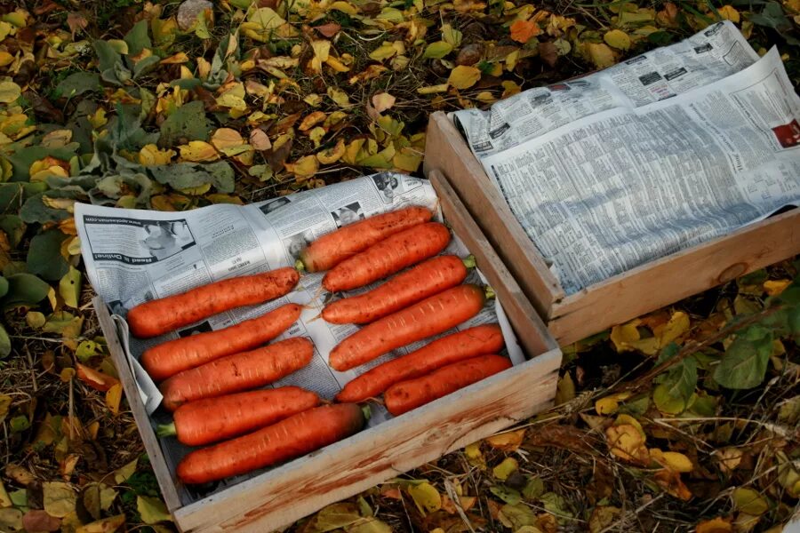 Хранение овощей корнеплодов. Ящик для хранения моркови. хранение моркови. хранение моркови на зиму. ящик для хранения моркови в погребе.