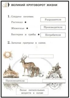 Окружающий мир великий круговорот жизни 3 класс
