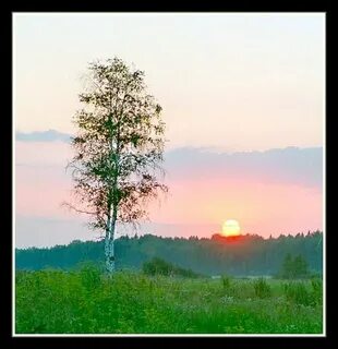 Смутно белели старые березы по сторонам