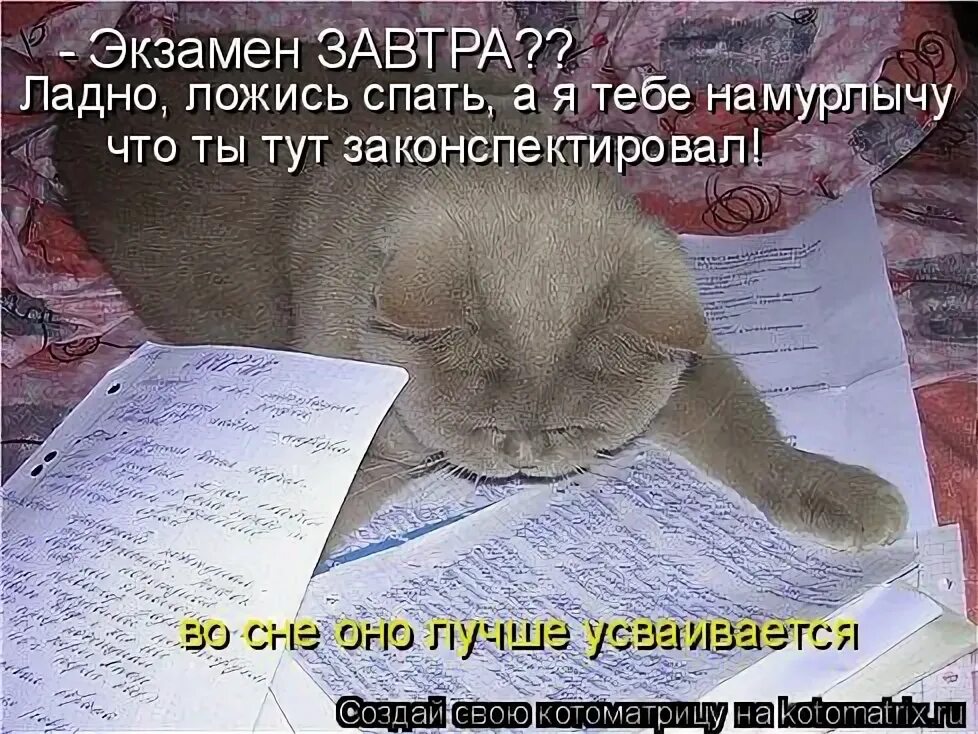 кот поэт. уэллс алфи невероятный кот. сказки шарля перро кот в сапогах. сказка ш перро кот в сапогах. коты аристократы сьюзен герберт.