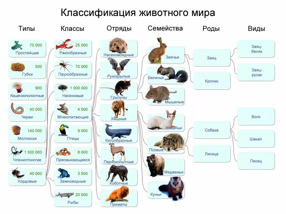 Список слов и словосочетаний царство тип класс. Систематика животных классификация царства. Типы животных классификация 5 класс биология. Классификация царства животных 5 класс биология. Классификация животных 5 класс биология.