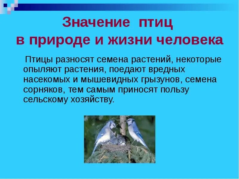 Какое значение в жизни птиц имеет. Птицы в природе и в жизни человека. значение птиц в природе и жизни человека. роль птиц в жизни человека. значимость птиц в природе и жизни человека.