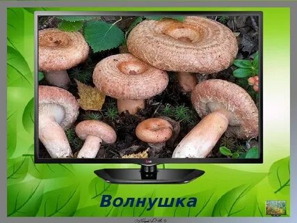 Через сколько можно есть волнушки