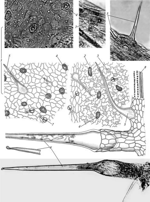 Микроскопия листа красавки. Микроскопия подорожника блошного. Микроскопия листьев. Листья дурмана микроскопия. Горец перечный микроскопия.