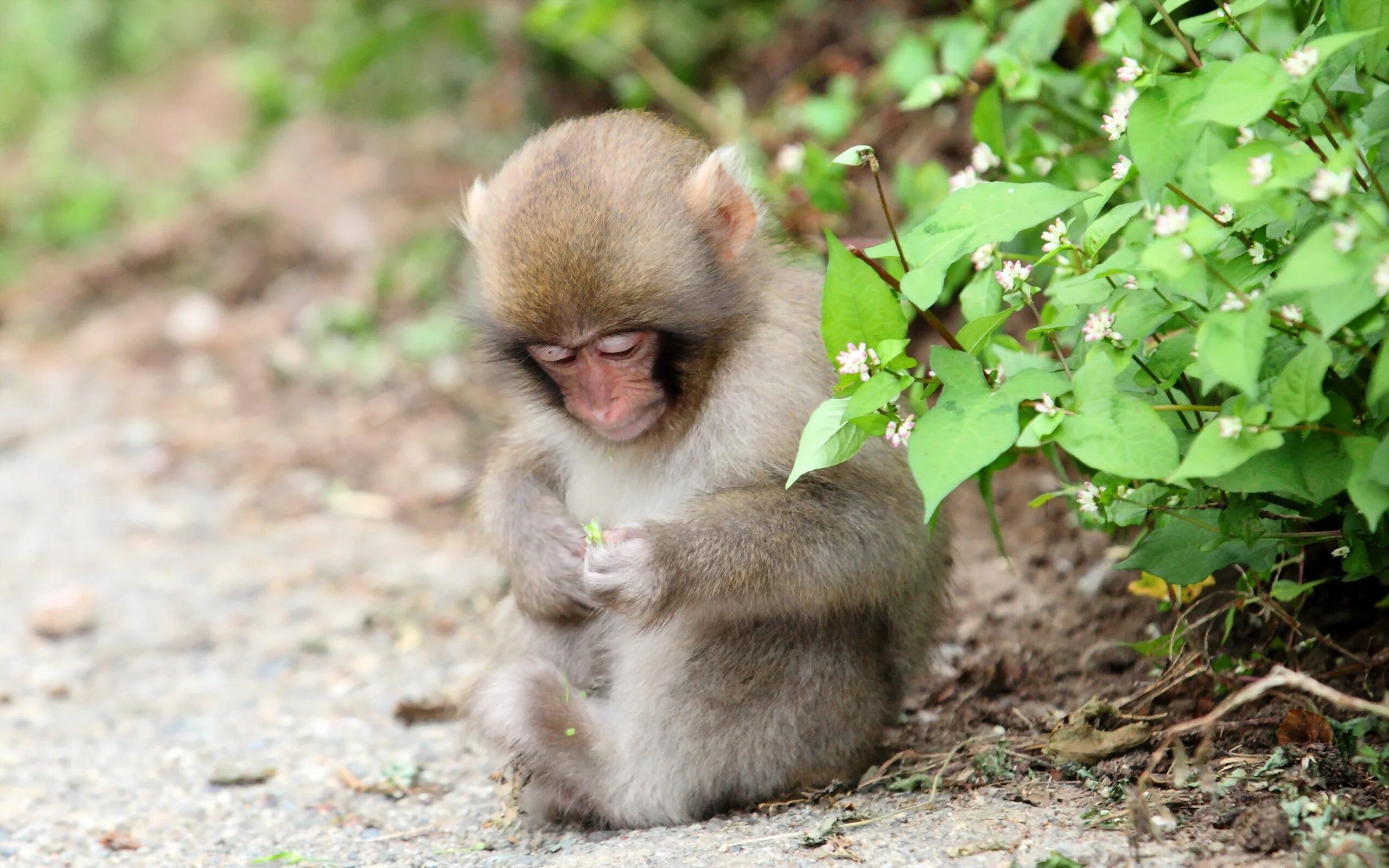 Monkey wallpapers. Обезьяны. Маленькая обезьянка. Обезьяны в природе. Маленькая обезьяна.