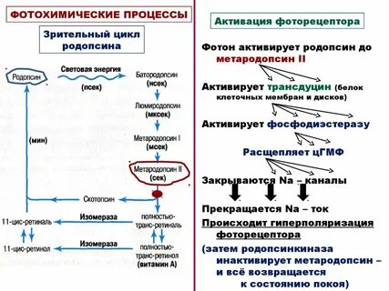 Акт зрения