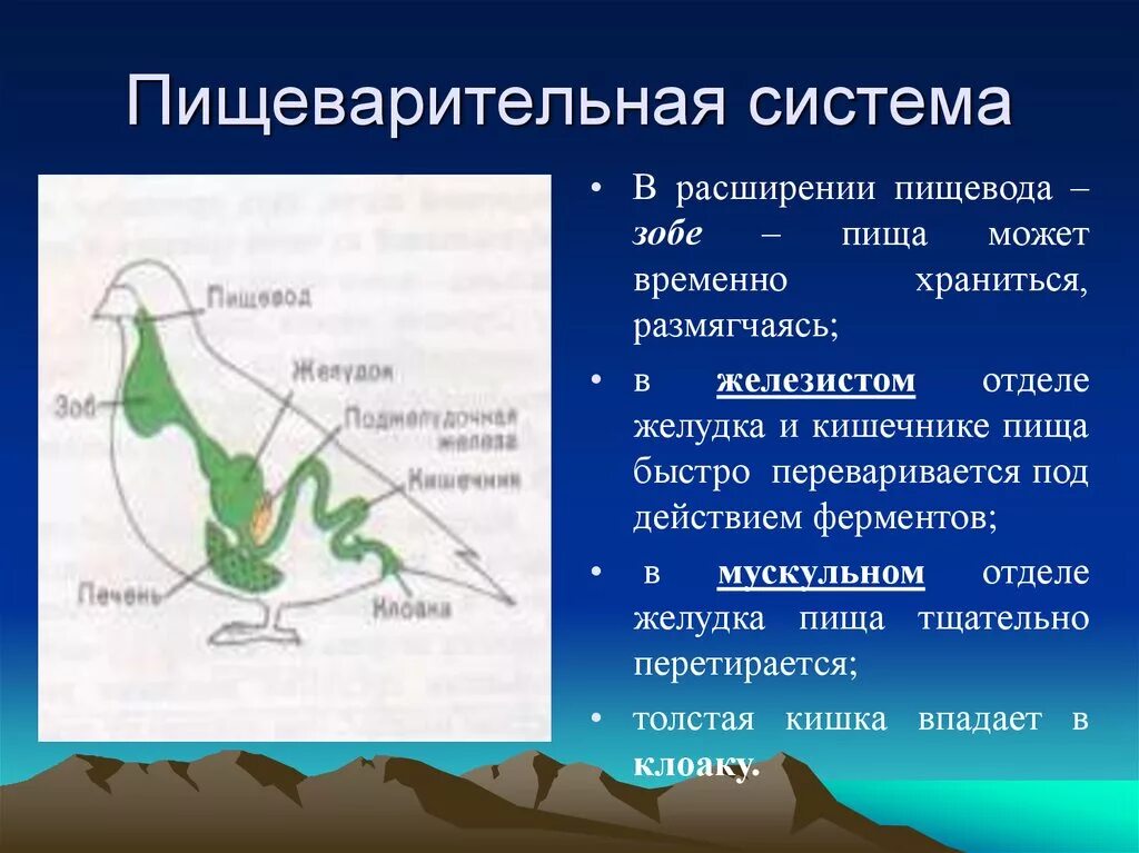 Зоб пищевода