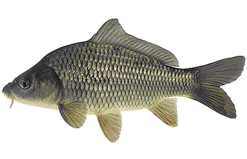 Рыба вектор. Нильский окунь. Сарбоянский карп. Сибирский сиг пыжьян. Полосатая ампулярия.