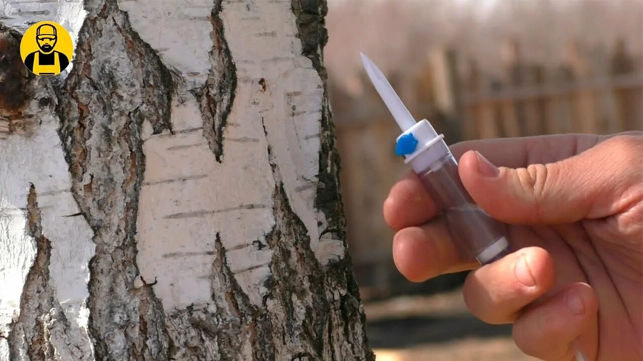 Березовый сок через капельницу собирать. Способы сбора березового сока. желоб для сбора березового сока. трубочка для сбора березового сока. сборка березового сока.