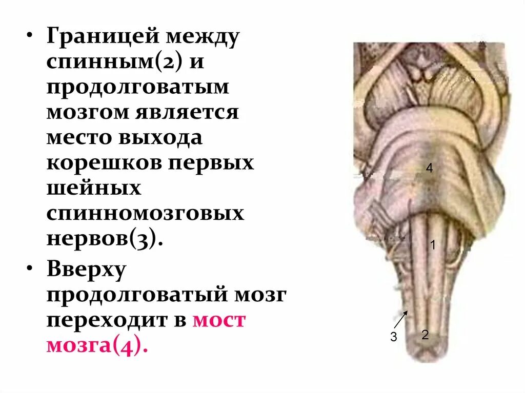 Головной мозг границы. Граница между продолговатым и спинным мозгом. Продолговатый спинной мозг строение. Продолговатый мозг. Граница между спинным и головным мозгом.