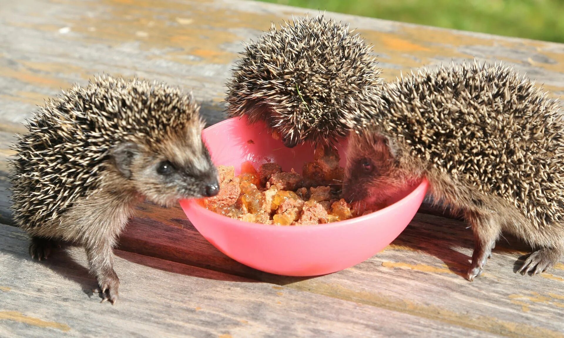 Эти славные ежи. Эти славные ежи. Амурский еж. Еж обыкновенный а4. Эти славные ежи.