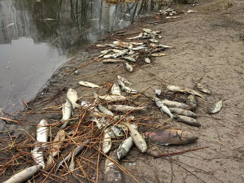 Рыбки гибнут. Дохлая рыба на берегу реки. Экологическая катастрофа рыбы.