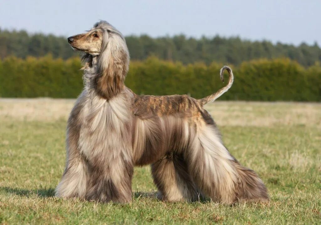 Афганская борзая. Афган порода собак. Афганская борзая. Афганская борзая и салюки. Афганская борзая длинношерстная.