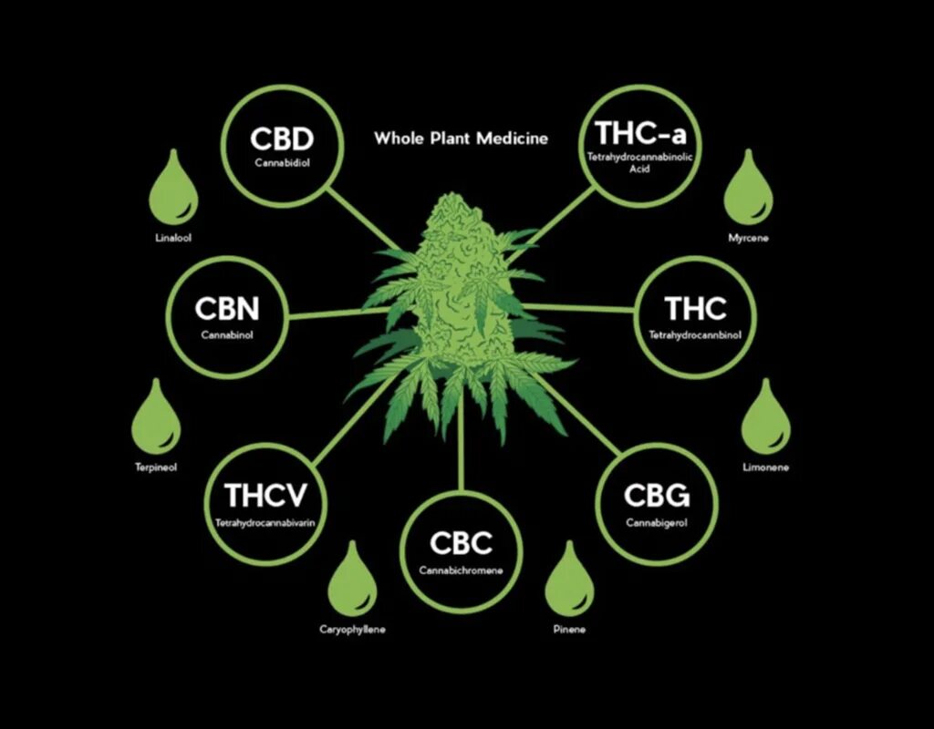 КБД канабис. Канабис THC. CBD конопля. Что такое CBD В растениях.