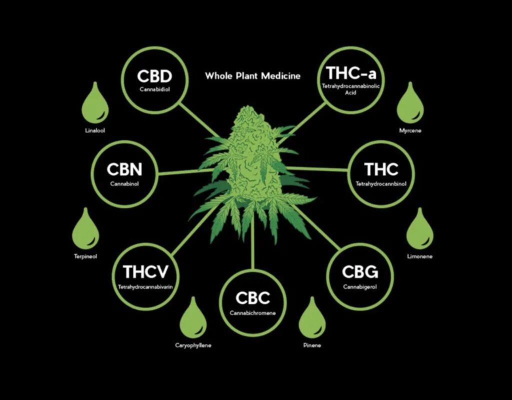 КБД канабис. Канабис THC. CBD конопля. Что такое CBD В растениях. Название тгк на английском