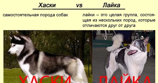 Лайка от хаски. Лайка отличия и хаски отличия. Разница хаски и лайки. Разница между хаски и лайкой.