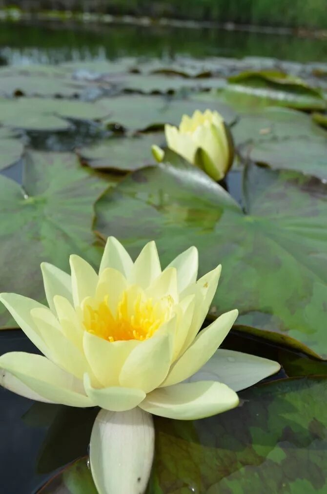 Лист на воде как называется. Лист на воде как называется. Кувшинка белоснежная nymphaea candida. Гидрофиты стрелолист. Нимфея белая.