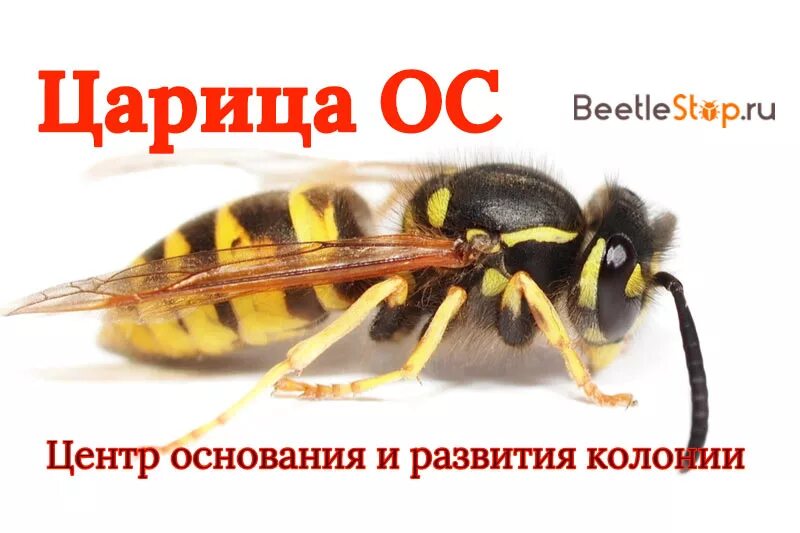 Оса размер. Матка осы. оса и матка осы. матка осы размеры. матка бумажной осы.