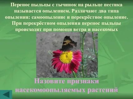 Рыльце на латинском