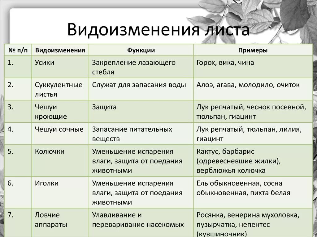 Видоизмененные листья и корни. Таблица по биологии 6 класс видоизменение листьев. Видоизменения листьев.