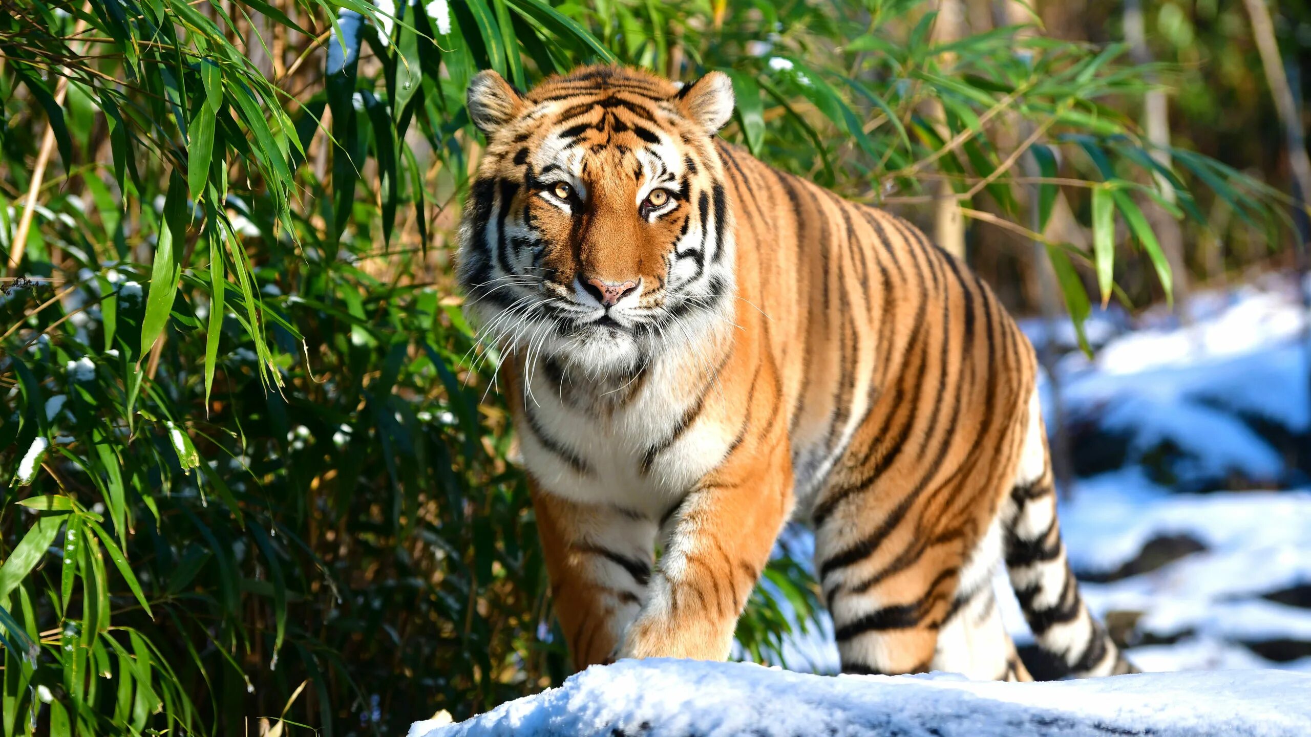 Dvd мир хищников тигры. амурский тигр. 4 tiger. Tigris bengalensis. 10.