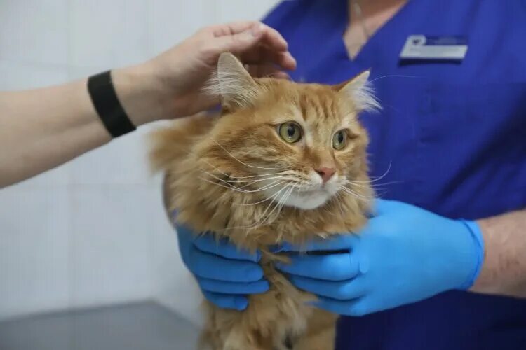Вакцинация кошек картинки. Прививка коту. Прививка от бешенства. Прививки для кошек. Вакцинация кошек.