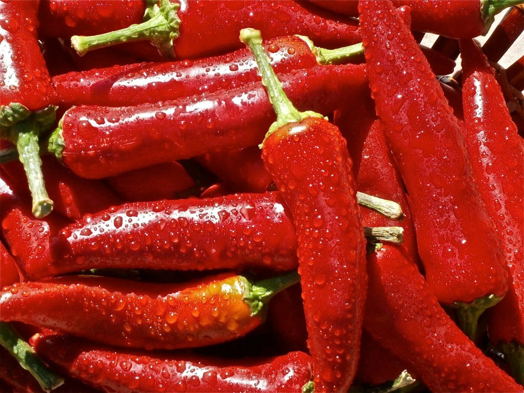 Chilli pepper. Перец Чили красный. Перец острый ред Пеппер чери. Красный жгучий перец Чили. Перец Пицулло красный.