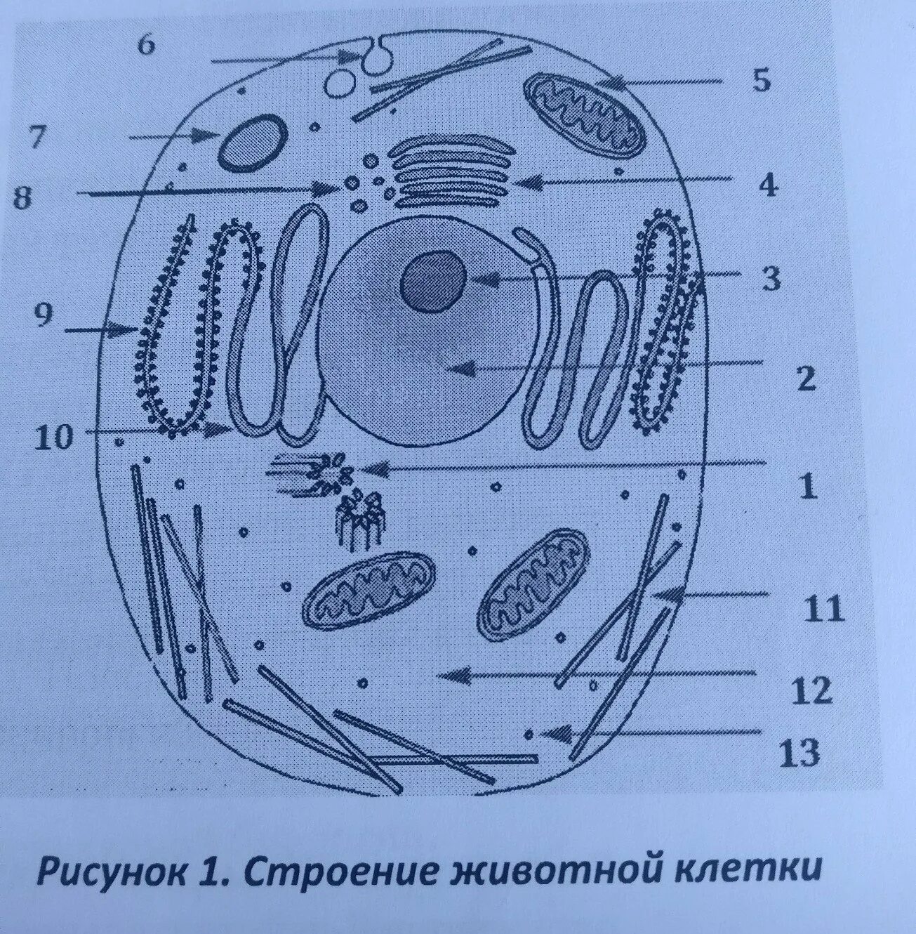 Жива строение рисунка