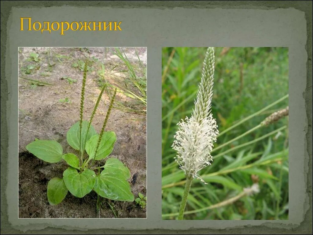 Приспособления подорожника. Подорожник хвощ. Подорожник полевой. Крапива и подорожник. Подорожник классика.