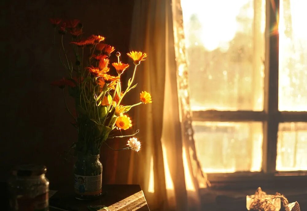 Цветы на окне. Луч солнца в окне. Солнце в окне. Цветы на подоконнике в лучах солнца.