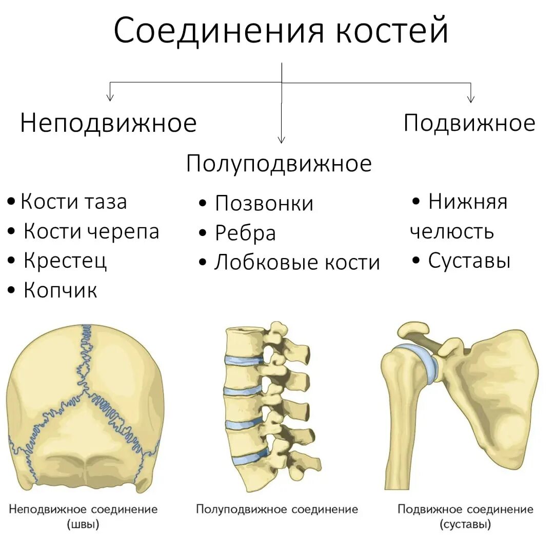 Полуподвижные и неподвижные кости. Подвижное полуподвижное и неподвижное соединение костей. Неподвижные полуподвижные и подвижные соединения костей. Полуподвижное соединение костей. Неподвижное соединение костей.