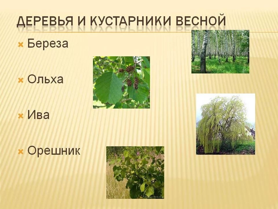 Какие деревья какие кусты. Деревья и кустарники весной. кустарники окружающий мир. весна деревья и кустарники презентация. деревья и кустарники весной для детей.