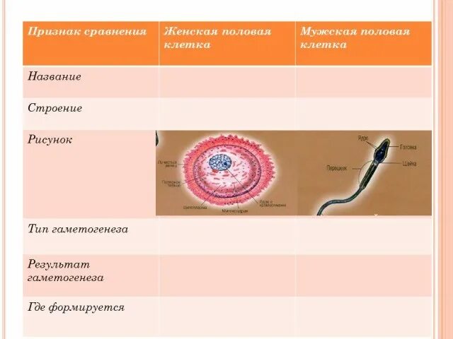 Оплодотворение 9 класс биология. Значение оплодотворения. Строение половых клеток структуры обеспечивающие оплодотворение. Сравнение мужских и женских половых клеток.