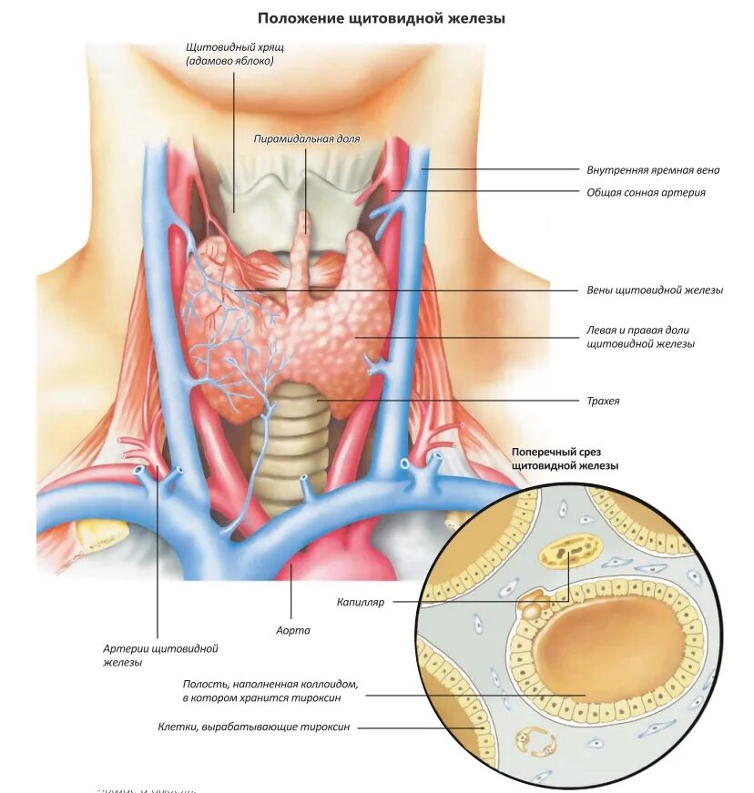 В какой полости расположена щитовидная железа. Анатомическое строение щитовидной железы. Доли щитовидной железы анатомия. Доли щитовидной железы схема.