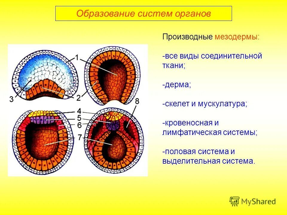 Эктодерма 2) энтодерма 3) мезодерма. Эндодерма эктодерма и мезодерма. Половые клетки эктодермы. Образование мезодермы и комплекса осевых органов. Гаструляция мезодерма.