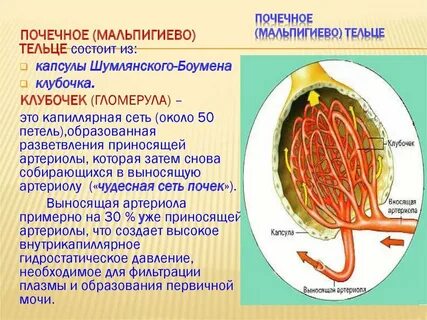 Почечное тельце располагается в