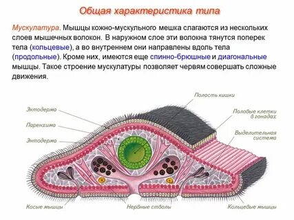Строение тела ресничных червей