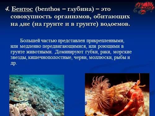Бентос планктон Нектон Литораль. Бентосные организмы. Организмы обитающие на морском дне. Представители бентоса.
