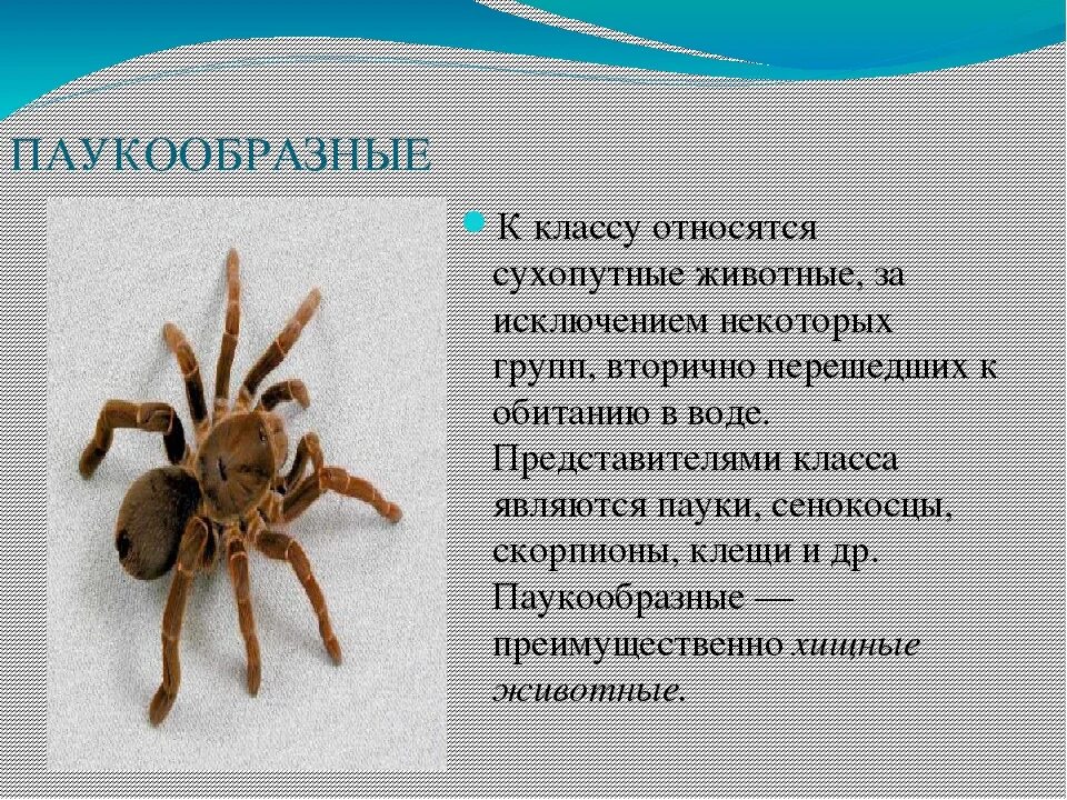 Паук относится к паукообразным. Рассказ о паукообразных 3 класс. Пауки клещи Скорпионы сенокосцы. Паукообразные презентация. Доклад на тему паукообразные.