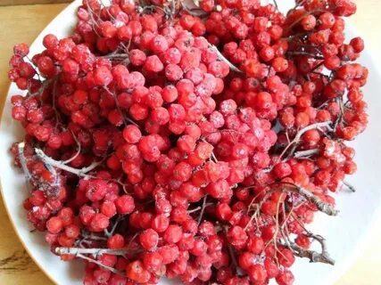 Как вырастить рябину из ягод
