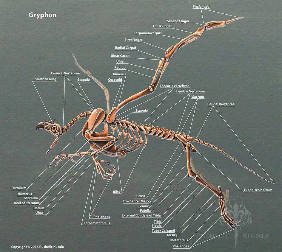 Строение скелета грифона. Скелет насекомых. Анатомия мифологических существ. Строение существ.