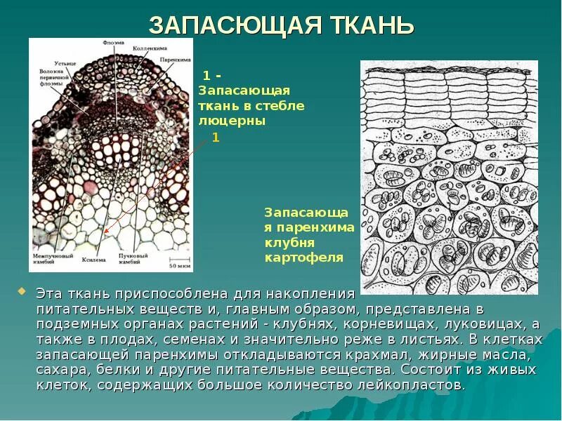 Растительные ткани. Классификация тканей