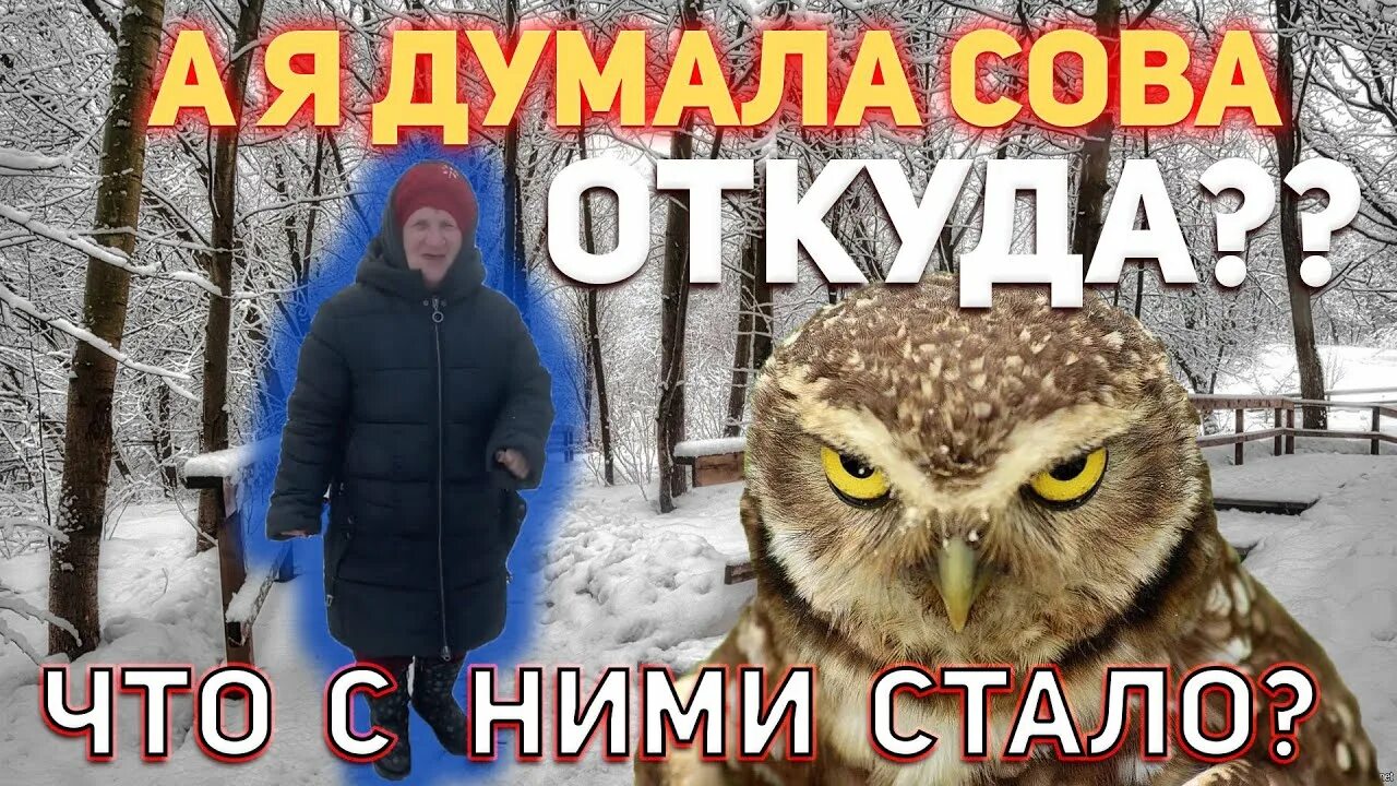 А я думала сова мем. А я думала сова. сова думает. сова а я думала сова.
