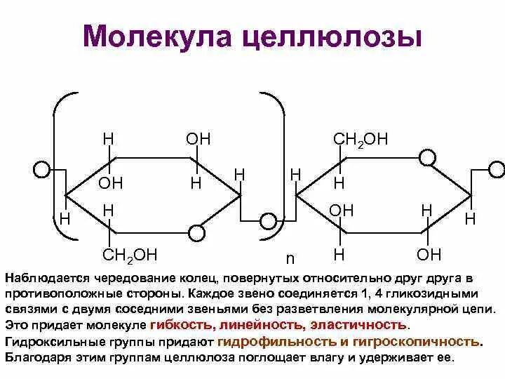 Строение молекулы крахмала и целлюлозы. Цепная форма целлюлозы. Строение биозного фрагмента основной цепи целлюлозы. Биозный фрагмент молекулы целлюлозы. Особенности строения молекулы целлюлозы.