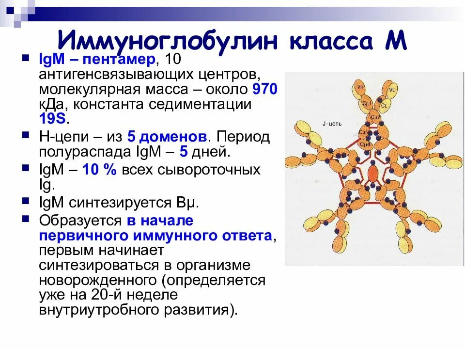 Острые антитела. Антитела (специфические иммуноглобулины) синтезируют. молекулярная масса антител иммуноглобулинов. результаты иммуноглобулина м и g. иммуноглобулины (антитела) вырабатываются:.
