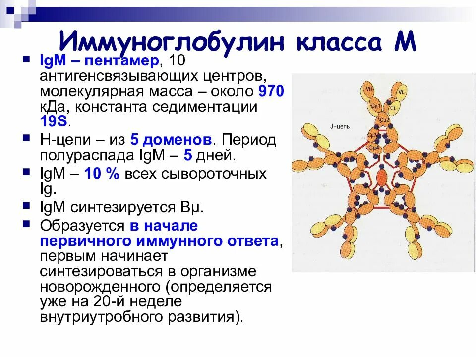 Где поставить иммуноглобулин. Антитела (специфические иммуноглобулины) синтезируют. Иммуноглобулин м g результат. Иммуноглобулины m (ig м антитела) функция. Иммунная система организма человека иммуноглобулины..