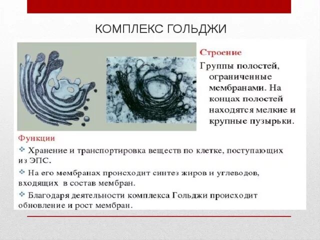 Перечислить функции комплекса гольджи. Комплекс гольджи 9 класс биология. комплекс гольджи строение и функции таблица 9. функции комплекс гольджи 9 класс биология. аппарат гольджи строение и функции таблица.