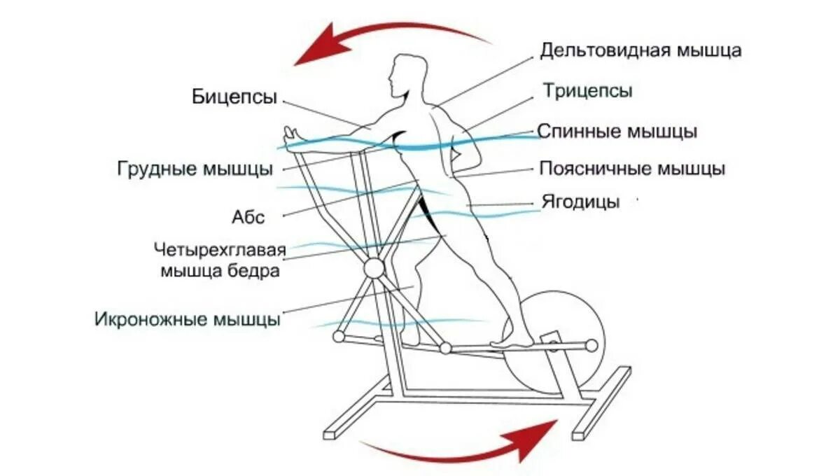Эллиптический тренажер своими руками чертежи и Размеры. Тренажер эллипс группы мышц. Какие мышцы прорабатываются на эллиптическом тренажере. Эллипсоид тренажер какие мышцы задействованы.
